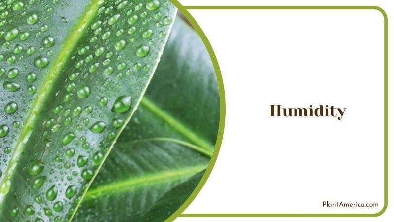 High Humidity for Plumeria Plant Plant America