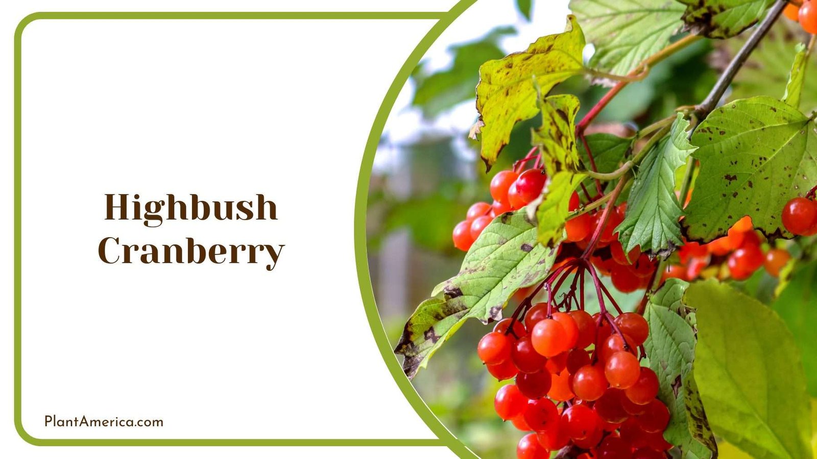 Highbush Cranberry Plant America Highbush Cranberry Plant America