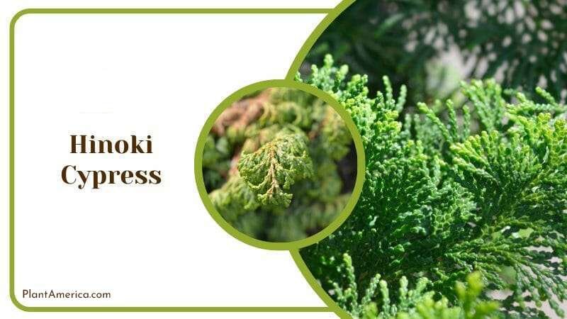 Hinoki Cypress Plant America Hinoki Cypress Plant America