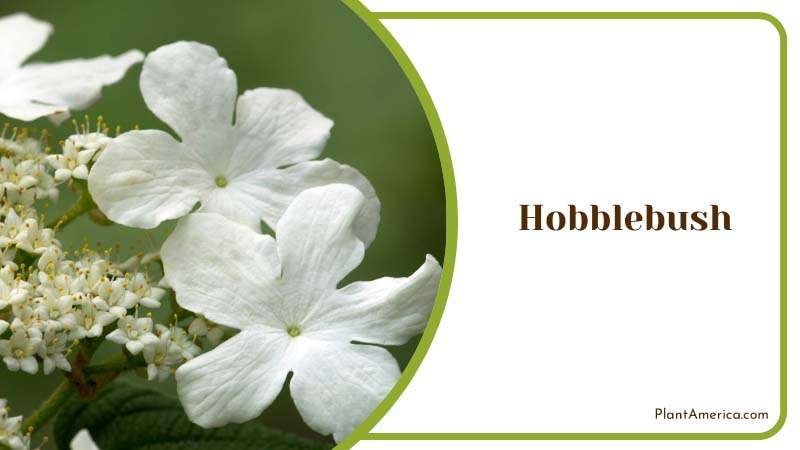 Hobblebush