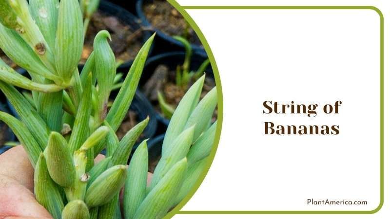 Holding String of Bananas Plant America