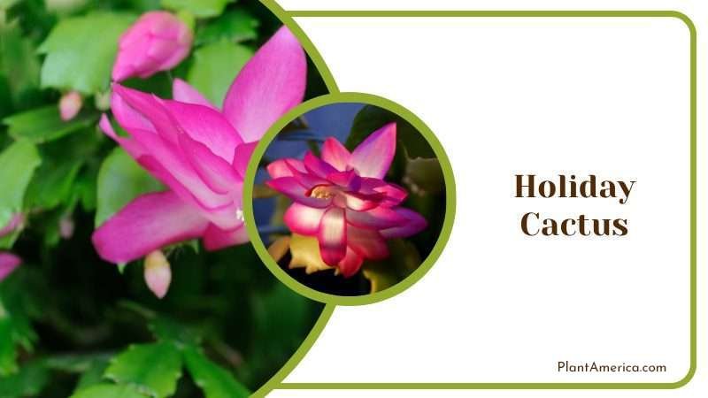 Holiday Cactus Plant America Holiday Cactus Plant America