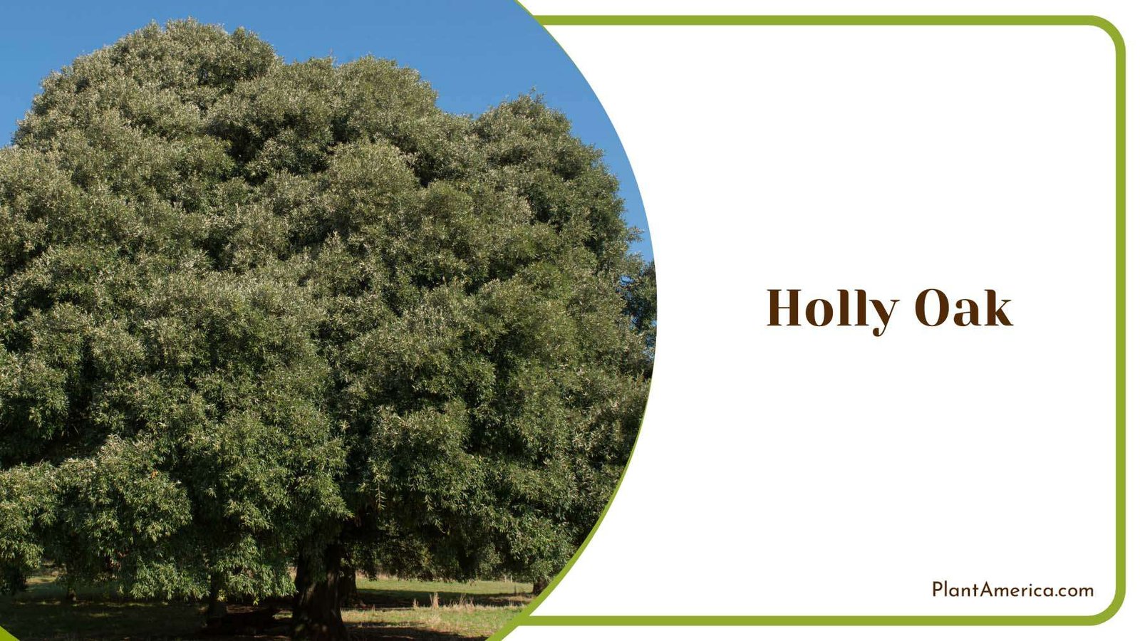 Holly Oak Evergreen Plant America