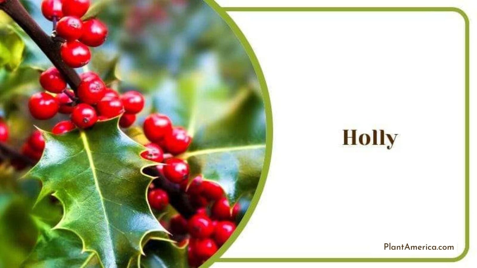 Holly Plant with a Red Berry Plant America