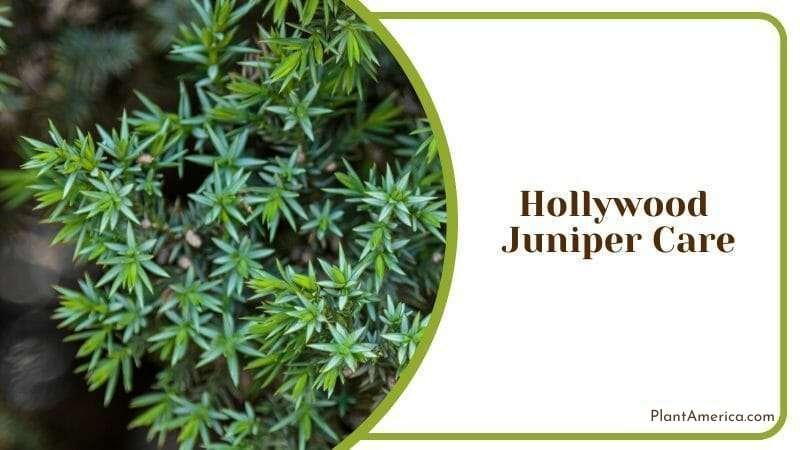 Hollywood Juniper Plant Care Plant America