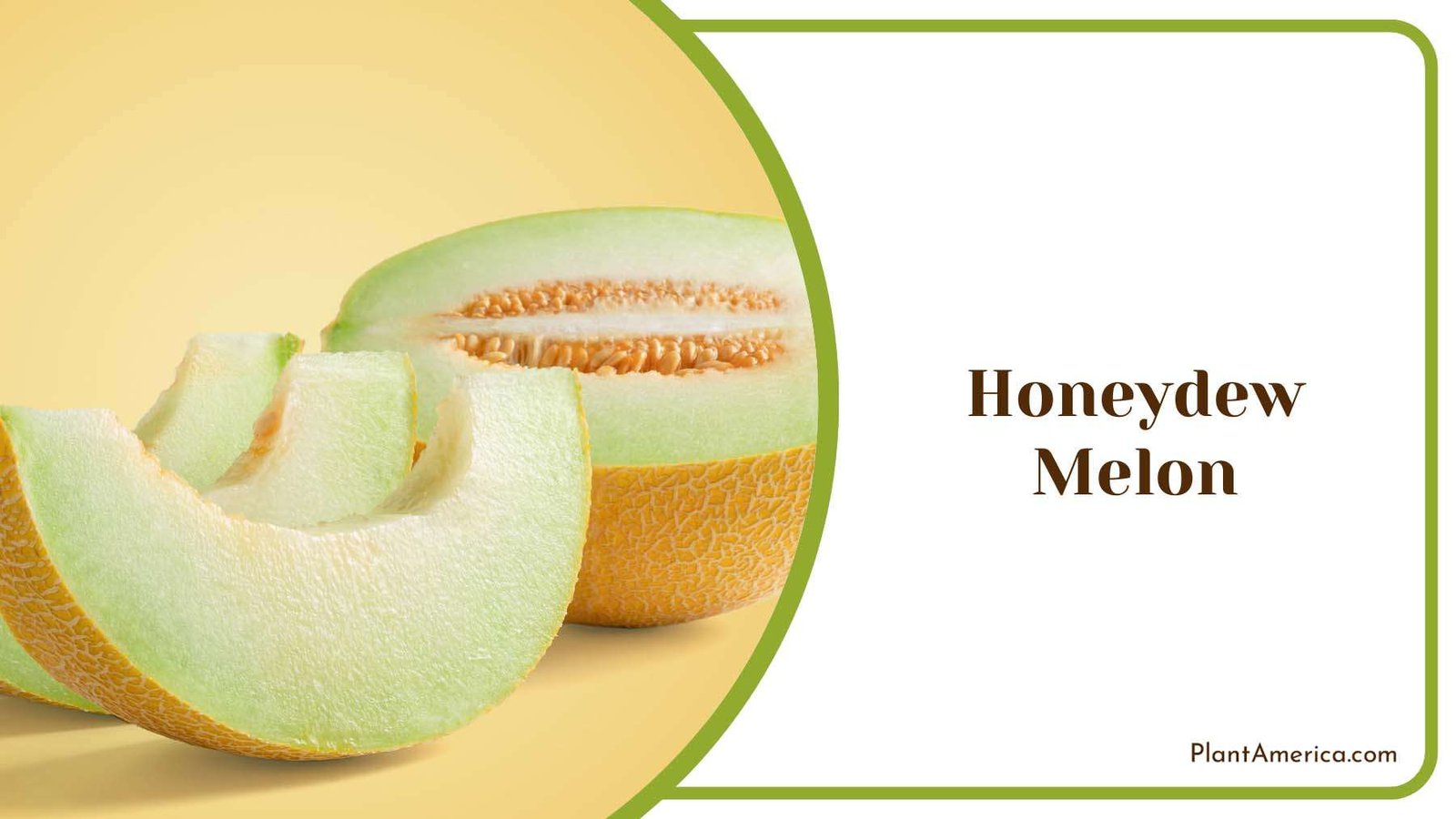 Honeydew Melon Juicy Fruit Plant America