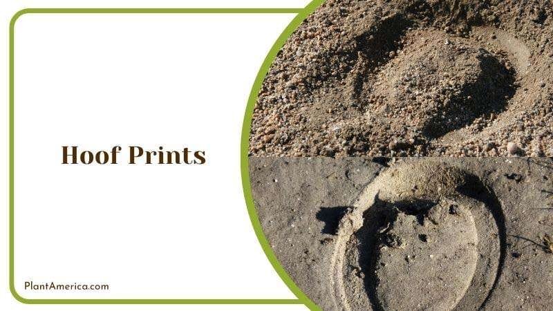 Hoof Prints Plant America 1 Hoof Prints Plant America 1