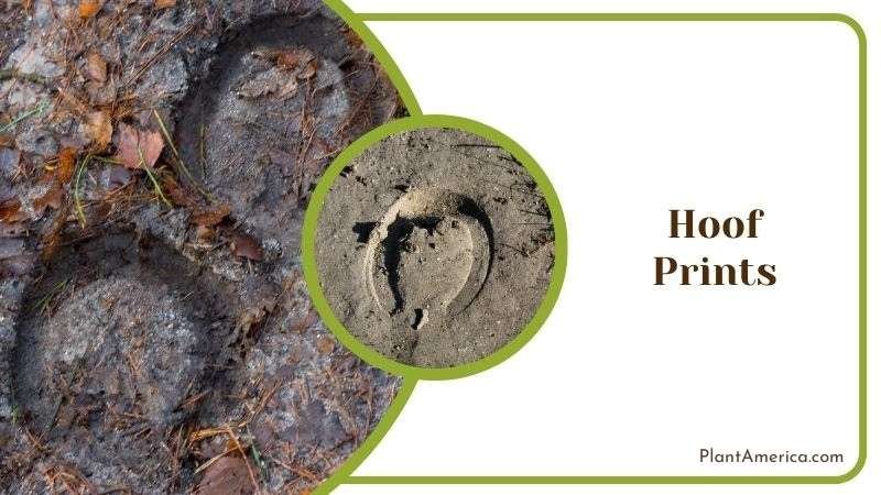 Hoof Prints Plant America
