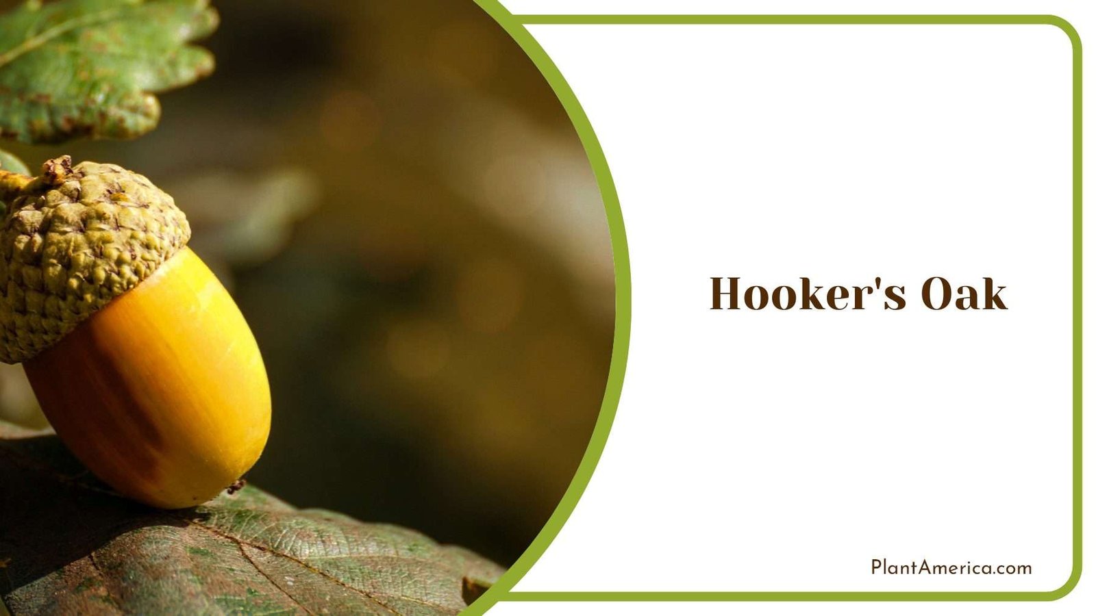 Hooker s Oak Medium Size Plant America