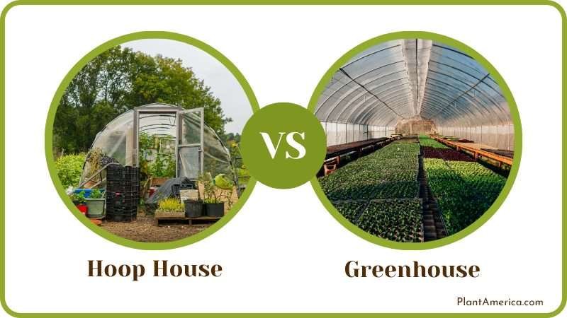 Hoop House vs Greenhouse Comparison Plant America Hoop House vs Greenhouse: Similarities and Differences