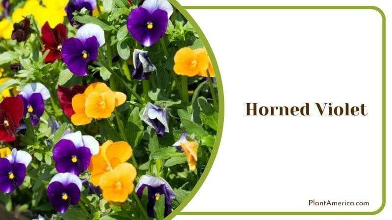 Horned Violet PlantAmerica
