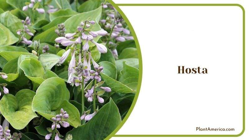 Hosta Plant America