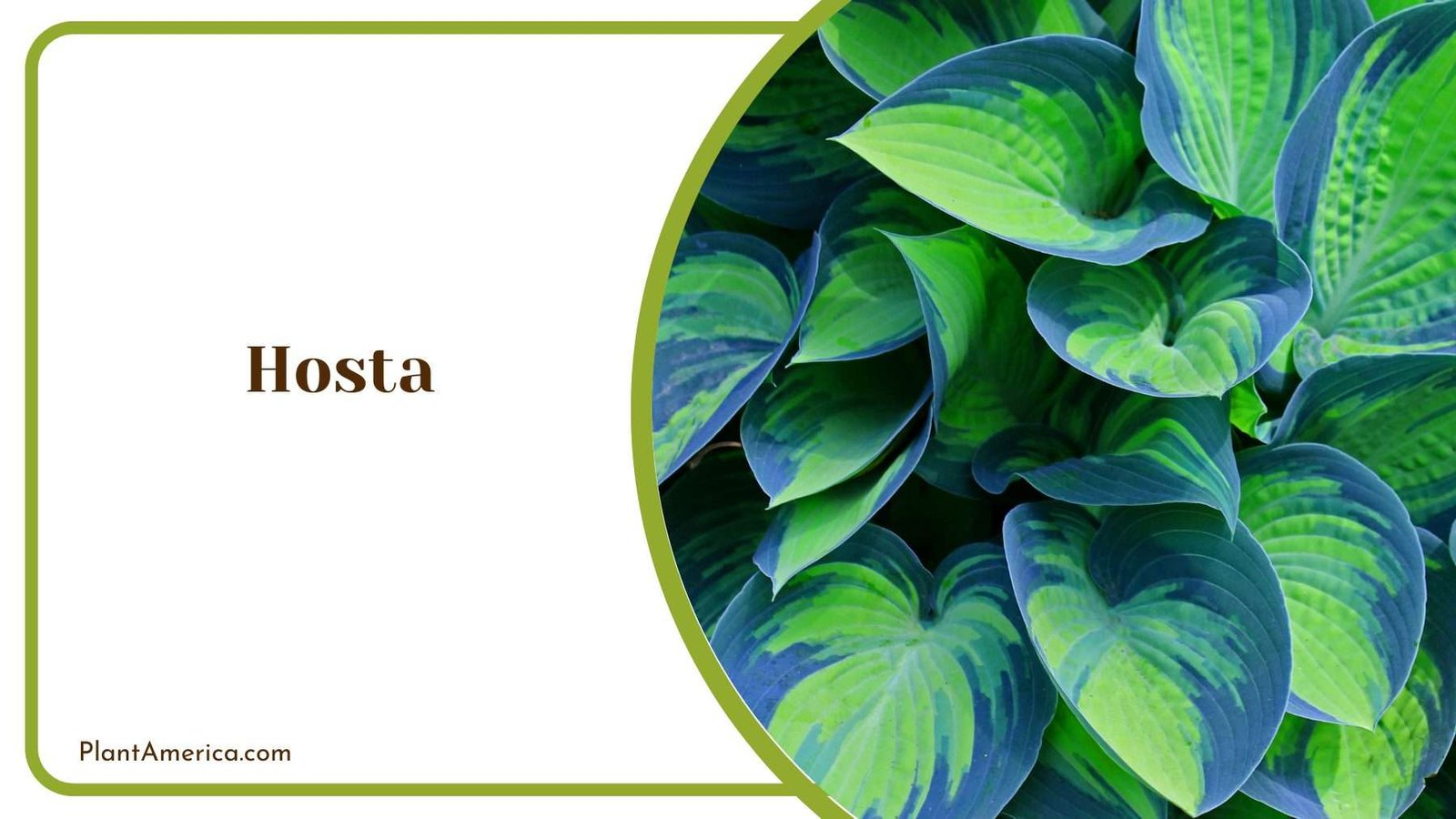 Hosta Plant Plant America
