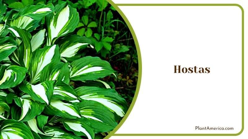 Hosta with Green and White Leafs PlantAmerica