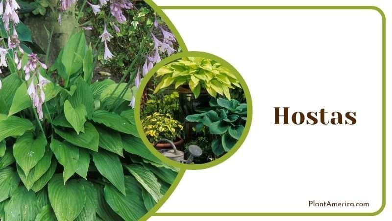 Hostas Cluster like bright and glossy leaves Plant America