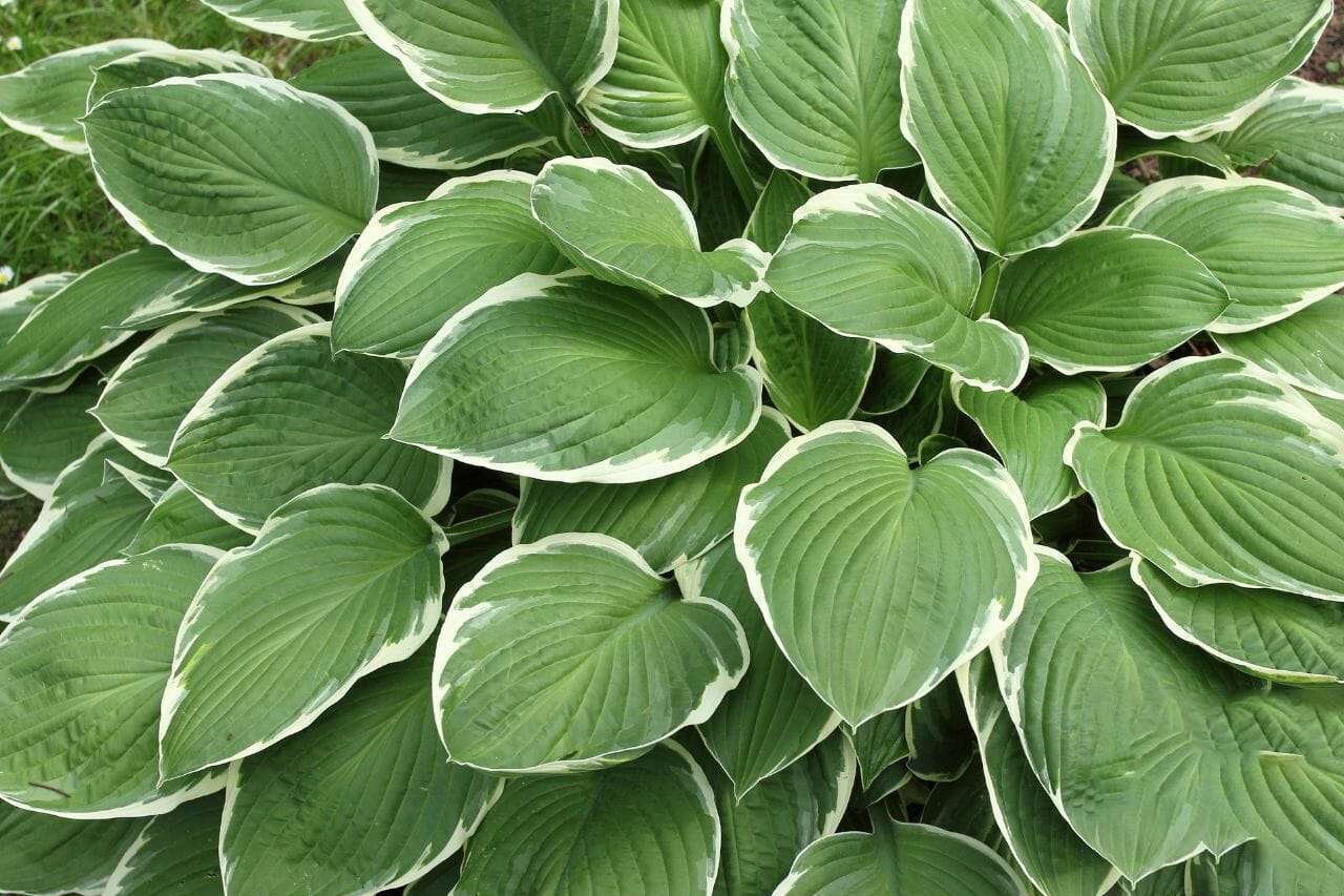 Hostas Plant America