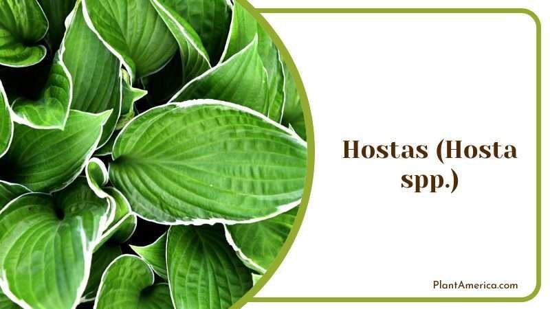 Hostas Spp Plant America