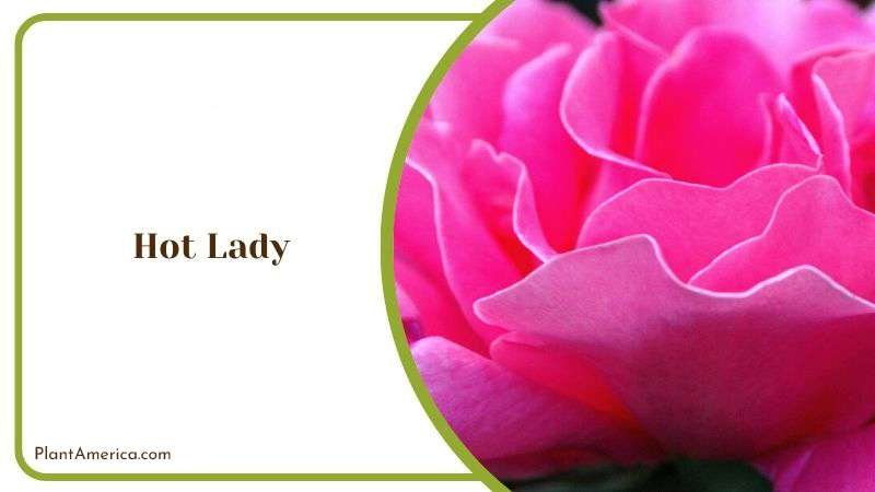 Hot Lady Plant America