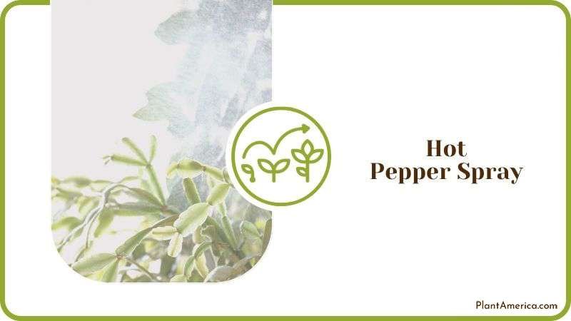 Hot Pepper Spray for Plant Bugs Plant America Hot Pepper Spray for Plant Bugs Plant America