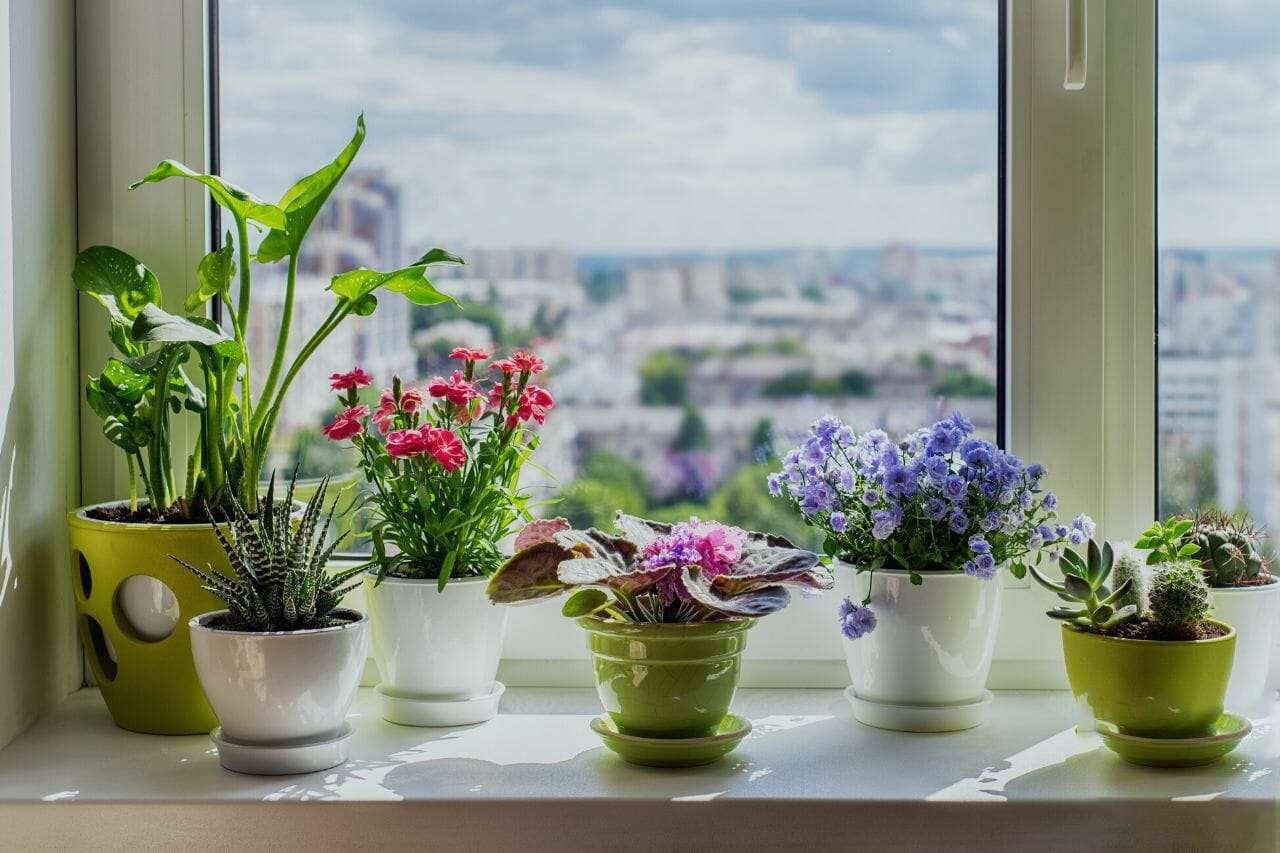 House plants on window Plant America