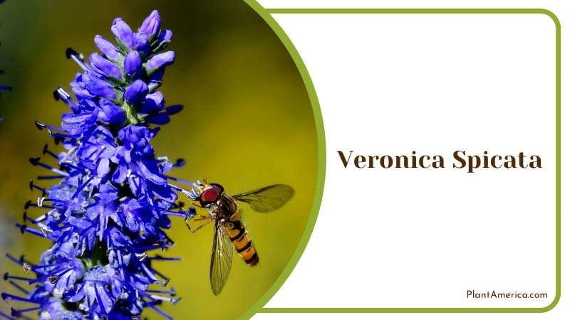 Hoverfly on Veronica Spicata Flower Plant America