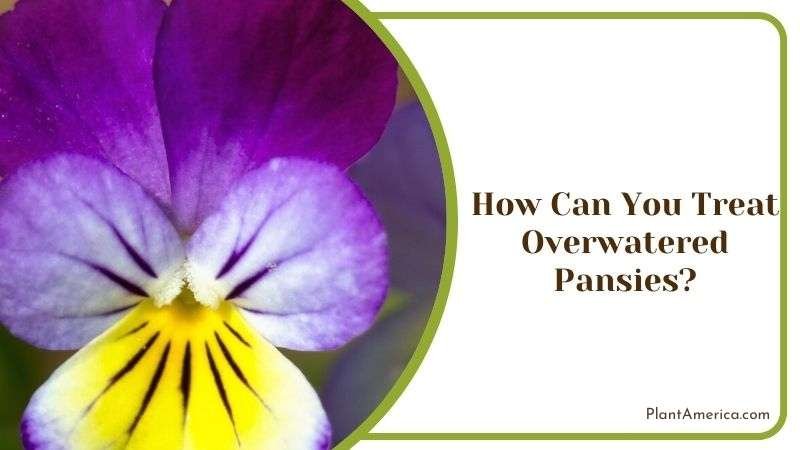 How Can You Treat Overwatered Pansies Plant America How Can You Treat Overwatered Pansies Plant America