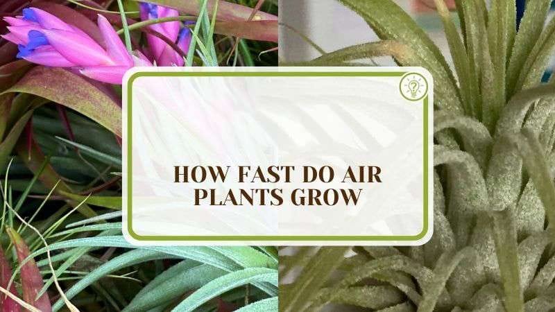 How Fast Do Air Plants Grow Plant America How Fast Do Air Plants Grow: Know About Ideal Conditions