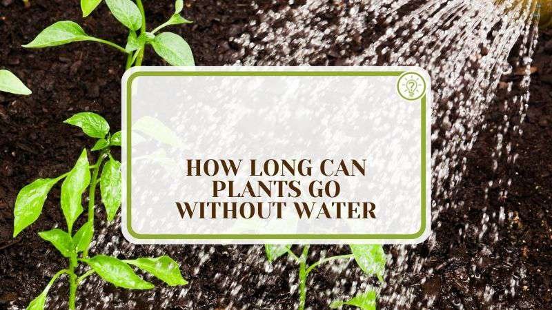 How Long Can Plants Go Without Water Plant America How Long Can Plants Go Without Water? A Detailed Explanation