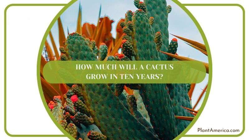 How Much Will a Cactus Grow in Ten Years Plant America