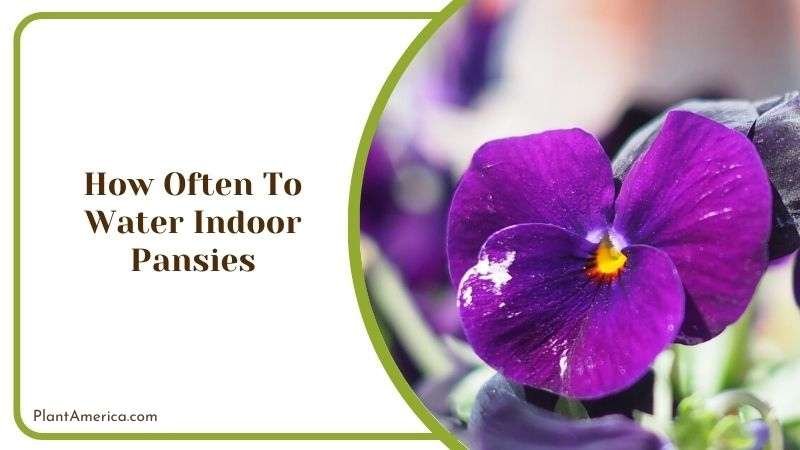How Often to Water Indoor Pansies Plant America How Often to Water Indoor Pansies Plant America