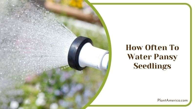 How Often to Water Pansy Seedlings Plant America