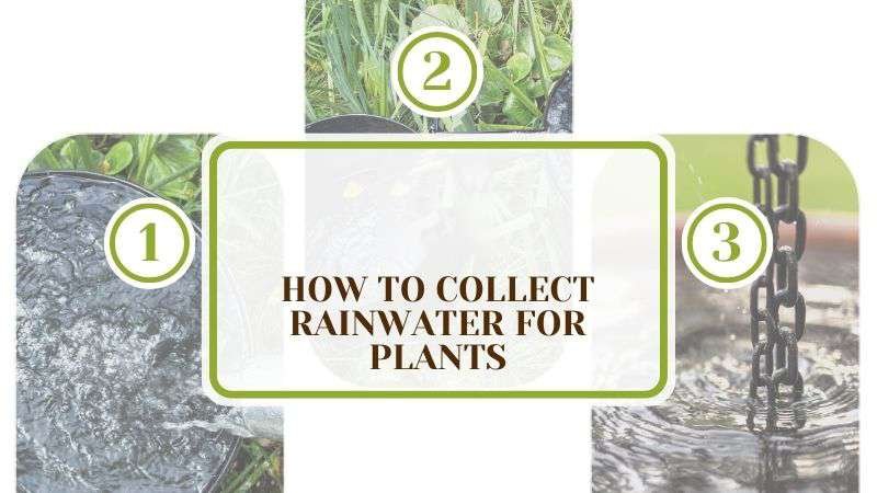 How To Collect Rainwater for Plants Plant America How To Collect Rainwater for Plants and Store It? Dissected