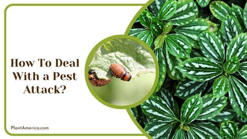 How To Deal With A Pest Attack PlantAmerica How To Deal With A Pest Attack PlantAmerica