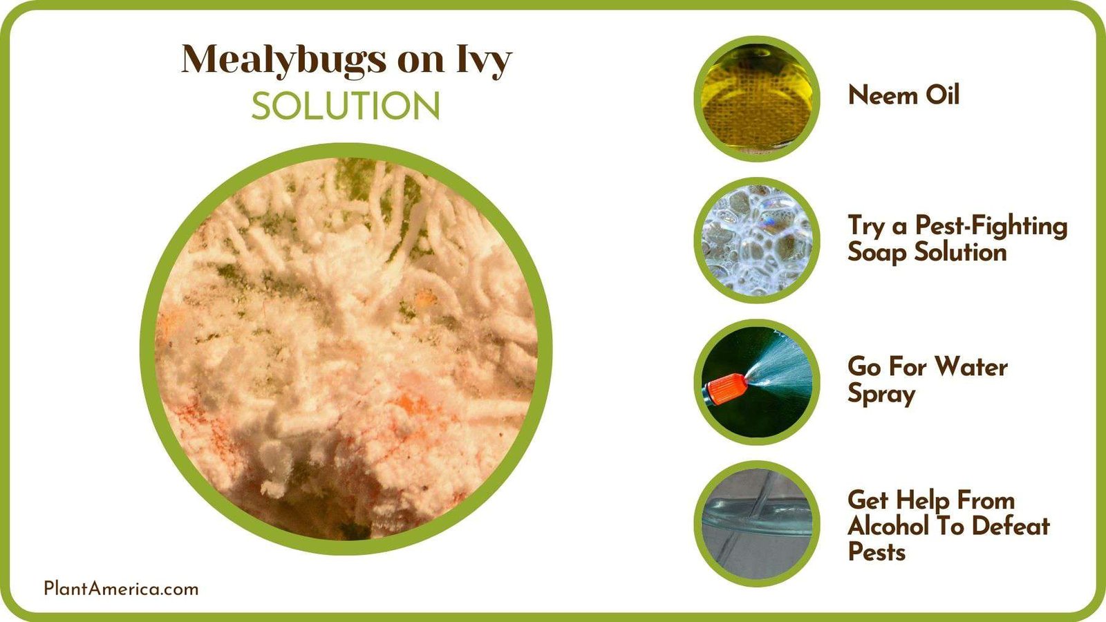 How To Get Rid of Mealybugs From Jasmine Plant America