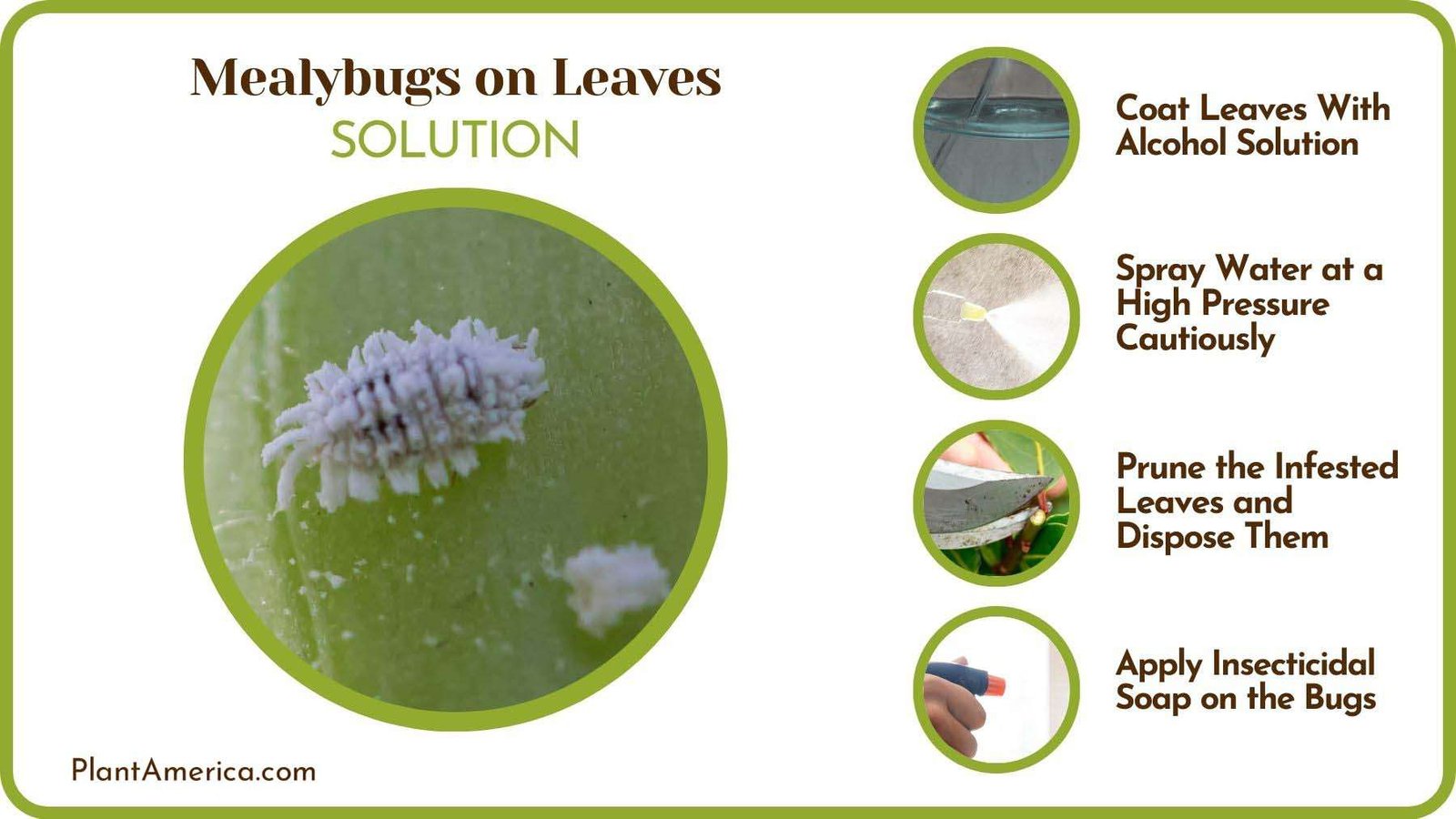 How To Get Rid of Mealybugs From Leaves Plant America