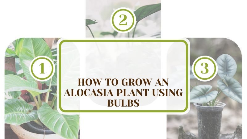 How To Grow an Alocasia Plant Using Bulbs ~ PlantAmerica How To Grow an Alocasia Plant Using Bulbs ~ PlantAmerica