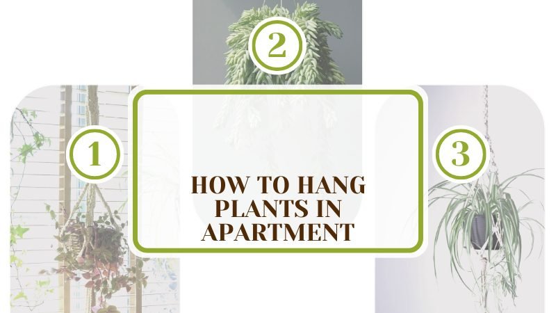 How To Hang Plants in Apartment Plant America