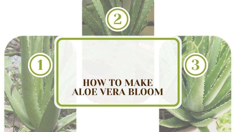 How To Make Aloe Vera Bloom Plant America How To Make Aloe Vera Bloom: Seeing Flowers With Maintenance