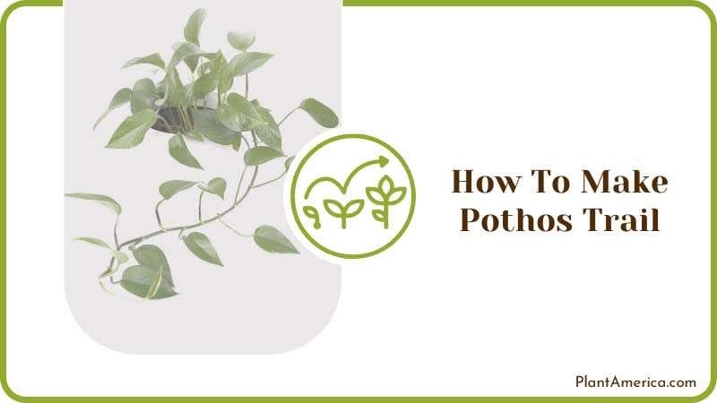 How To Make Pothos Trail PlantAmerica