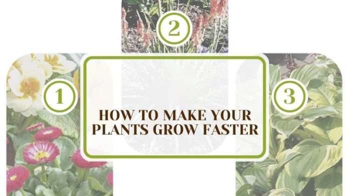 How To Make Your Plants Grow Faster: Tips To Boost Growth - Plant America