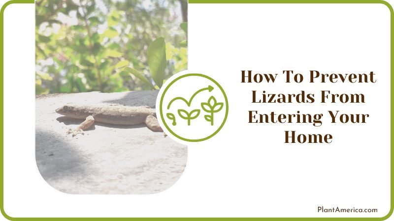 How To Prevent Lizards From Entering Your Home Plant America