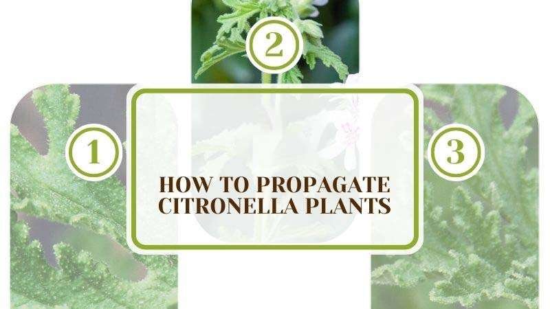 How To Propagate Citronella Plants Plant America How To Propagate Citronella Plants: 3 Effective Methods