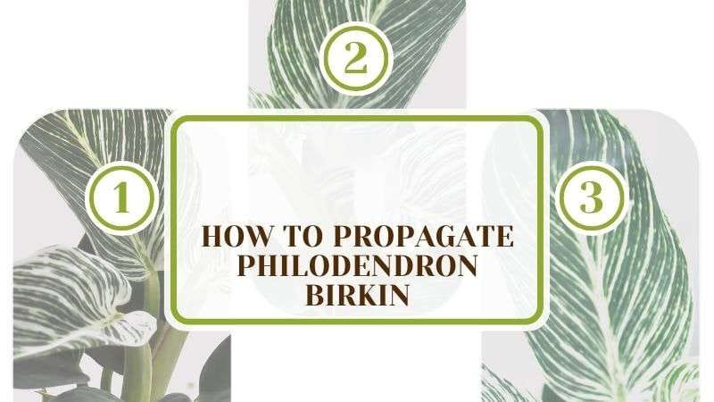 How To Propagate Philodendron Birkin PlantAmerica How To Propagate Philodendron Birkin: Easy Step Process
