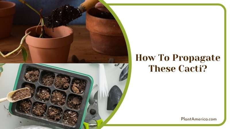 How To Propagate These Cacti Plant America