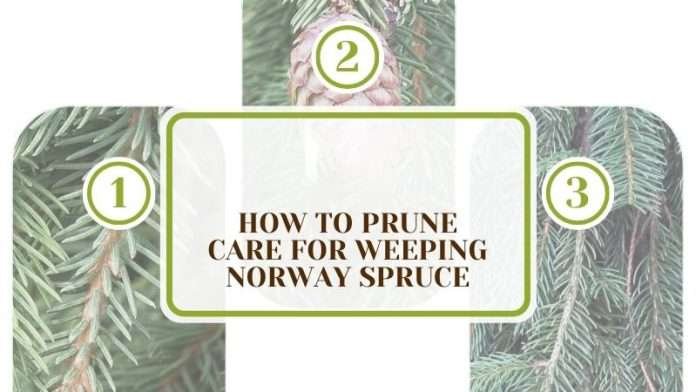 How To Prune Care for Weeping Norway Spruce: Complete Guide - Plant America