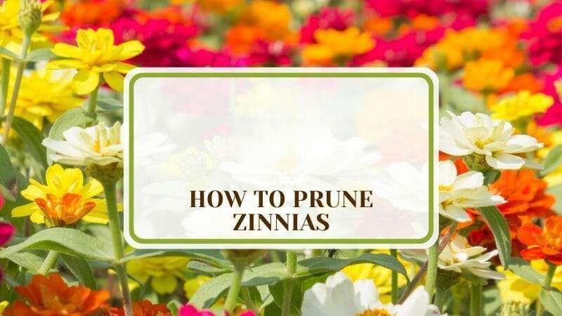 How To Prune Zinnias Plant America How to Prune Zinnias: Guide To Shape and Grow This Plant