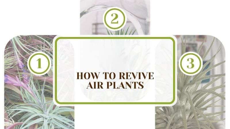 How To Revive Air Plants Plant America How To Revive Air Plants: Know Ways To Save the Foliage