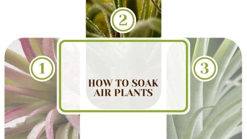 How To Soak Air Plants Plant America How to Soak Air Plants: 9 Watering Tips for Tillandsias