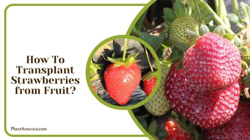 How To Transplant Strawberries from Fruit Plant America How To Transplant Strawberries from Fruit Plant America