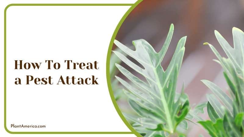 How To Treat a Pest Attack Plant America